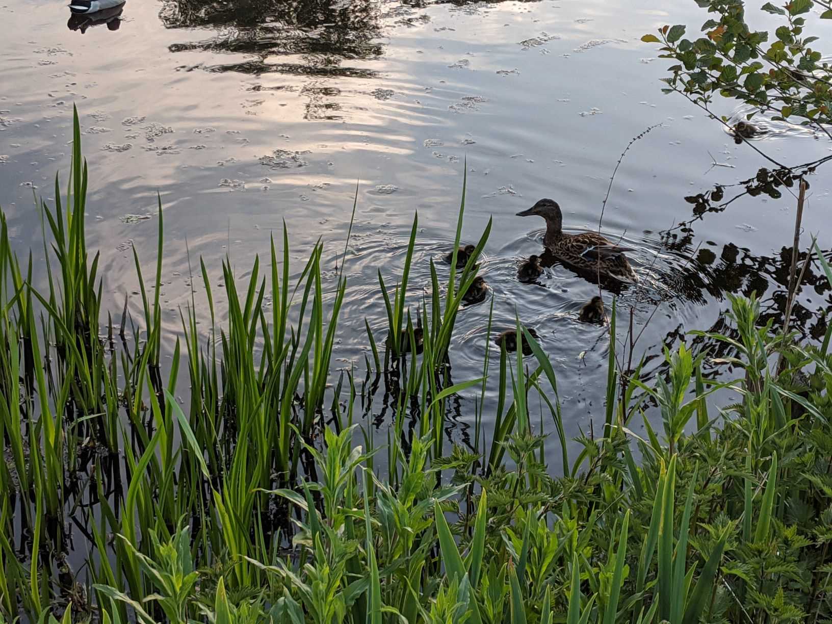 Ducklings on the pond, May 2nd 2020